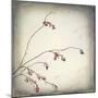 Washington State, Seabeck. Plum Tree Branch with Spring Buds-Jaynes Gallery-Mounted Photographic Print