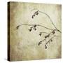 Washington State, Seabeck. Plum Tree Branch with Spring Buds-Jaynes Gallery-Stretched Canvas