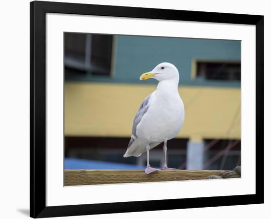 Washington State, Seattle, Waterfront, Seagull-Jamie & Judy Wild-Framed Photographic Print