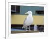 Washington State, Seattle, Waterfront, Seagull-Jamie & Judy Wild-Framed Photographic Print