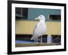 Washington State, Seattle, Waterfront, Seagull-Jamie & Judy Wild-Framed Photographic Print