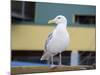 Washington State, Seattle, Waterfront, Seagull-Jamie & Judy Wild-Mounted Photographic Print