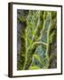 Washington State, Tiger Mountain, Moss covered fir trees-Jamie & Judy Wild-Framed Photographic Print