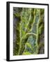 Washington State, Tiger Mountain, Moss covered fir trees-Jamie & Judy Wild-Framed Photographic Print