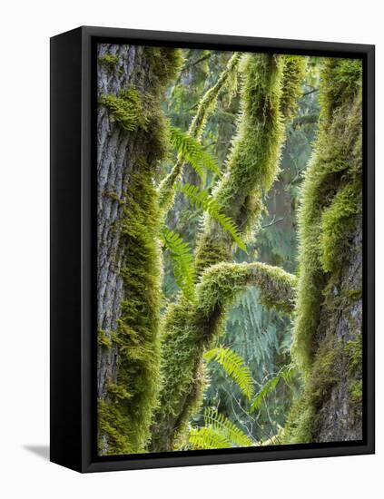 Washington State, Tiger Mountain, Moss covered fir trees-Jamie & Judy Wild-Framed Stretched Canvas