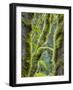 Washington State, Tiger Mountain, Moss covered fir trees-Jamie & Judy Wild-Framed Photographic Print