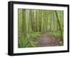 Washington State, Tiger Mountain, Trail through Moss covered trees-Jamie & Judy Wild-Framed Photographic Print