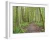 Washington State, Tiger Mountain, Trail through Moss covered trees-Jamie & Judy Wild-Framed Photographic Print