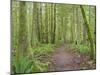 Washington State, Tiger Mountain, Trail through Moss covered trees-Jamie & Judy Wild-Mounted Photographic Print