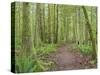 Washington State, Tiger Mountain, Trail through Moss covered trees-Jamie & Judy Wild-Stretched Canvas