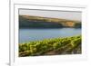 Washington State, Tri-Cities. the Benches Vineyards-Richard Duval-Framed Photographic Print