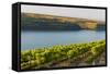 Washington State, Tri-Cities. the Benches Vineyards-Richard Duval-Framed Stretched Canvas