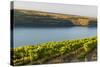 Washington State, Tri-Cities. the Benches Vineyards-Richard Duval-Stretched Canvas