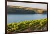 Washington State, Tri-Cities. the Benches Vineyards-Richard Duval-Framed Photographic Print