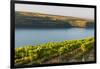 Washington State, Tri-Cities. the Benches Vineyards-Richard Duval-Framed Photographic Print