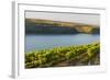 Washington State, Tri-Cities. the Benches Vineyards-Richard Duval-Framed Photographic Print