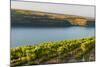 Washington State, Tri-Cities. the Benches Vineyards-Richard Duval-Mounted Photographic Print