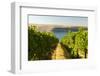 Washington State, Tri-Cities. the Benches Vineyards-Richard Duval-Framed Photographic Print