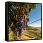 Washington State, Tri-Cities. the Benches Vineyards-Richard Duval-Framed Stretched Canvas