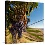 Washington State, Tri-Cities. the Benches Vineyards-Richard Duval-Stretched Canvas