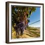 Washington State, Tri-Cities. the Benches Vineyards-Richard Duval-Framed Photographic Print