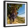 Washington State, Tri-Cities. the Benches Vineyards-Richard Duval-Framed Photographic Print