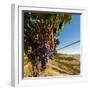 Washington State, Tri-Cities. the Benches Vineyards-Richard Duval-Framed Photographic Print