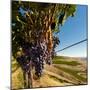 Washington State, Tri-Cities. the Benches Vineyards-Richard Duval-Mounted Photographic Print