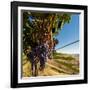 Washington State, Tri-Cities. the Benches Vineyards-Richard Duval-Framed Photographic Print