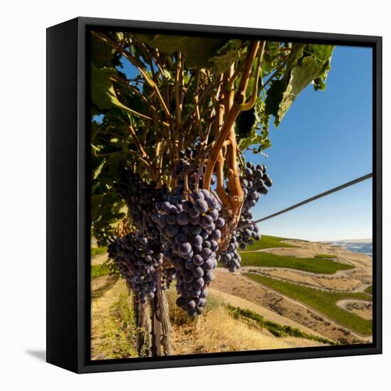 Washington State, Tri-Cities. the Benches Vineyards-Richard Duval-Framed Stretched Canvas