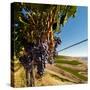 Washington State, Tri-Cities. the Benches Vineyards-Richard Duval-Stretched Canvas