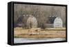 Washington State. Two Barns, at the Nisqually Wildlife Refuge-Matt Freedman-Framed Stretched Canvas