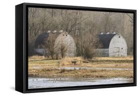 Washington State. Two Barns, at the Nisqually Wildlife Refuge-Matt Freedman-Framed Stretched Canvas