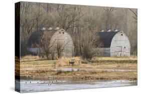 Washington State. Two Barns, at the Nisqually Wildlife Refuge-Matt Freedman-Stretched Canvas