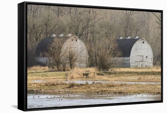 Washington State. Two Barns, at the Nisqually Wildlife Refuge-Matt Freedman-Framed Stretched Canvas