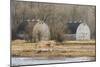 Washington State. Two Barns, at the Nisqually Wildlife Refuge-Matt Freedman-Mounted Photographic Print