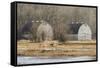 Washington State. Two Barns, at the Nisqually Wildlife Refuge-Matt Freedman-Framed Stretched Canvas