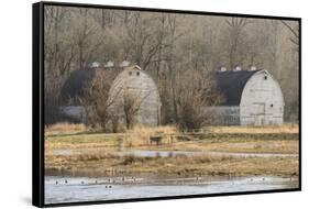 Washington State. Two Barns, at the Nisqually Wildlife Refuge-Matt Freedman-Framed Stretched Canvas