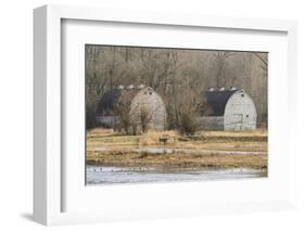 Washington State. Two Barns, at the Nisqually Wildlife Refuge-Matt Freedman-Framed Photographic Print