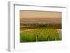 Washington State, Walla Walla. Dusk on a Vineyard-Richard Duval-Framed Photographic Print