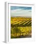 Washington State, Walla Walla. Fall Color in Vineyards-Richard Duval-Framed Photographic Print