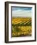Washington State, Walla Walla. Fall Color in Vineyards-Richard Duval-Framed Photographic Print