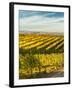 Washington State, Walla Walla. Fall Color in Vineyards-Richard Duval-Framed Photographic Print