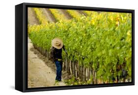 Washington State, Walla Walla. Field Worker at Harvest in a Vineyard-Richard Duval-Framed Stretched Canvas