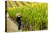 Washington State, Walla Walla. Field Worker at Harvest in a Vineyard-Richard Duval-Stretched Canvas