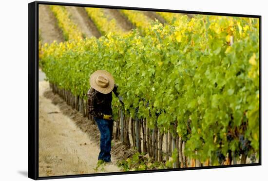 Washington State, Walla Walla. Field Worker at Harvest in a Vineyard-Richard Duval-Framed Stretched Canvas