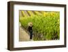 Washington State, Walla Walla. Field Worker at Harvest in a Vineyard-Richard Duval-Framed Photographic Print