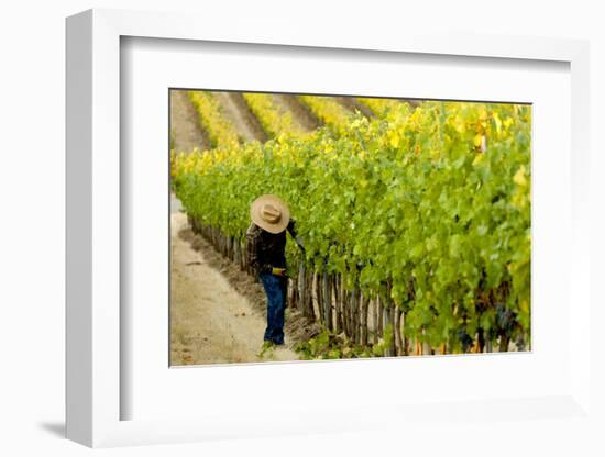 Washington State, Walla Walla. Field Worker at Harvest in a Vineyard-Richard Duval-Framed Photographic Print