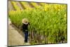 Washington State, Walla Walla. Field Worker at Harvest in a Vineyard-Richard Duval-Mounted Photographic Print