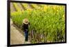 Washington State, Walla Walla. Field Worker at Harvest in a Vineyard-Richard Duval-Framed Photographic Print